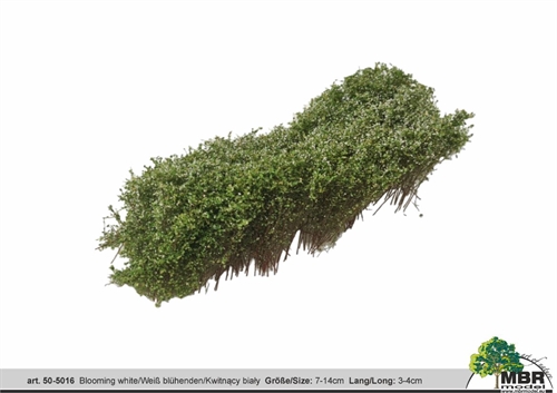 MBR 50-5016 Busk, Blomstrende hvid