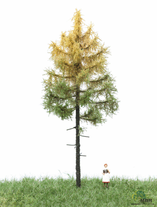 mbr 52-4202 Skov lærk, 12-16 cm
