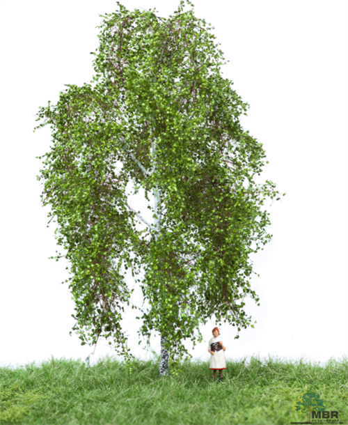 mbr 51-2201 Birk, 12-16 cm, sommer