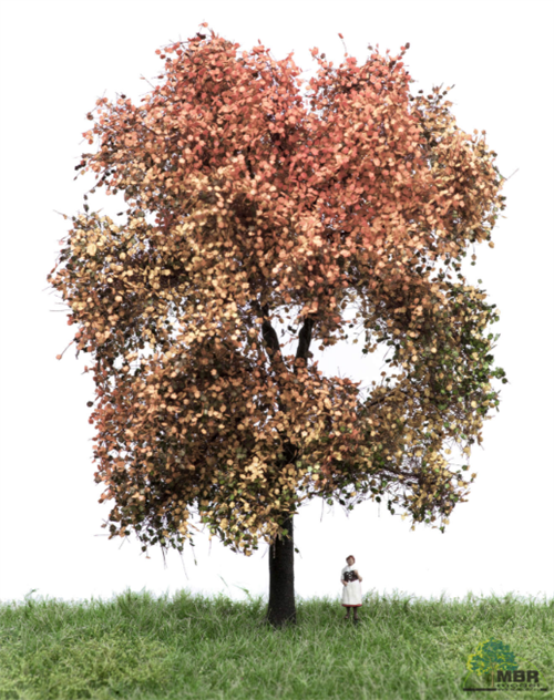 mbr 52-2312 Ahorn træ, 18-22 cm, efterår